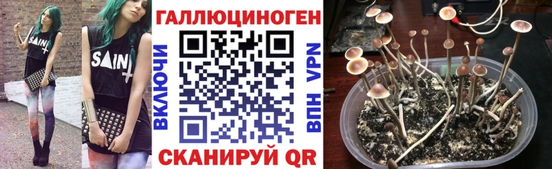 Псилоцибиновые грибы Psilocybine cubensis  Купить  Корсаков 